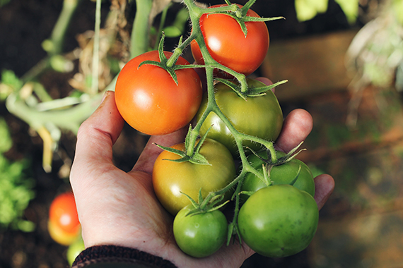 Shirley and Ray Gould’s Community Garden