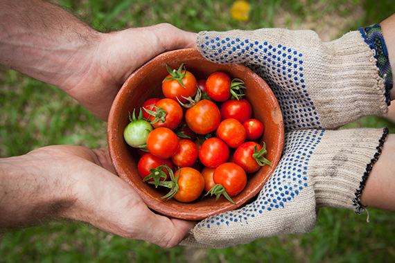 Farm to Food Program